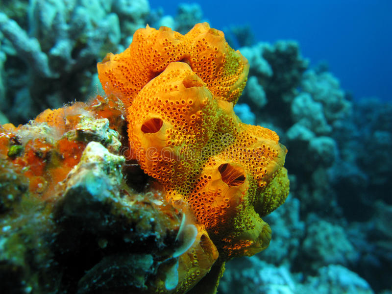 Sea sponges collect DNA from fish, penguins, seals, Earth
